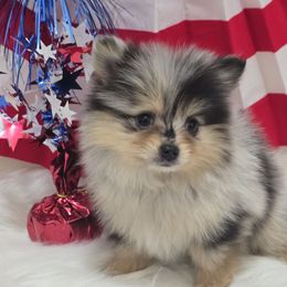 Mikasa - Blue merle female Pomeranian puppy in Buckeye, Arizona from BL Poms Heaven