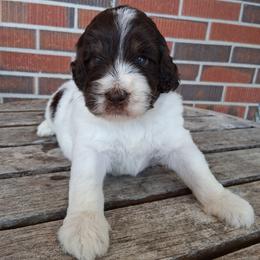 Milky Way - Brown and white male Bernedoodle puppy in Arabi, Georgia from Huckadoodle Farm
