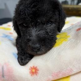 Oscar - Bedlington Terrier
