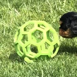 Cavalier King Charles Spaniel Puppies from MoxMox Cavaliers