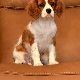 Phoebe - Cavalier King Charles Spaniel
