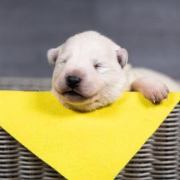 Yellow - White male Berger Blanc Suisse puppy in Chestnut, Illinois from Fireside Fernweh
