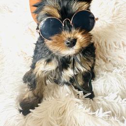 Yorkshire Terrier Puppies from Nikki’s Yorkies