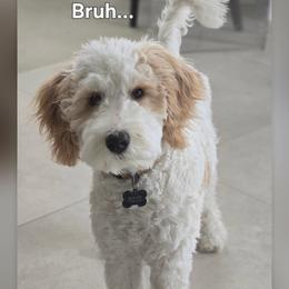 Bernedoodle, Goldendoodle, and Sheepadoodle Puppies from High Desert Doodles