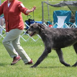 Irish Wolfhound Puppies from Boondocks Irish Wolfhounds