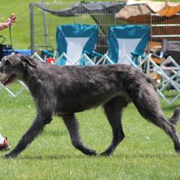 Irish Wolfhound Puppies from Boondocks Irish Wolfhounds