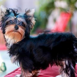 Mellow Girl - Black and gold female Yorkshire Terrier puppy in Stanton, California from Essence of Grace Yorkies
