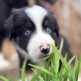 Sherman (AKC and ASDR) - Black tri male Miniature American Shepherd puppy in Stockton, Missouri from Kizmit Farmz