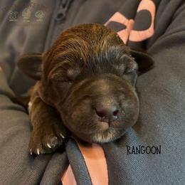 Rangoon - Brown male Schnoodle puppy in Sedalia, Missouri from Farmer Brown's Puppies