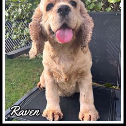 Raven - Cocker Spaniel