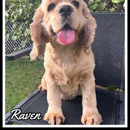Raven - Cocker Spaniel