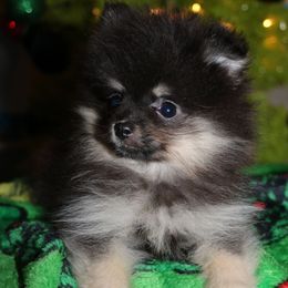 Allen the runt - Black and tan male Pomeranian puppy in Danielsville, Georgia from PassionatePomPoms