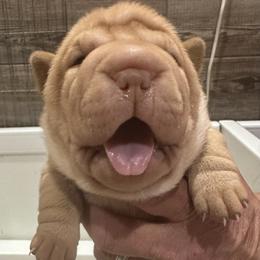 Chinese Shar-Pei Puppies from Blackwitch Farms