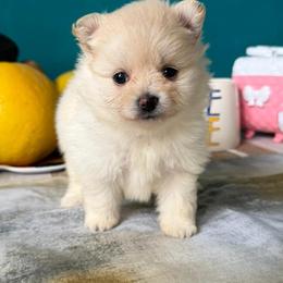 Poly - Cream female Pomeranian puppy in Brooklyn, New York from Svitlana's Pomeranians