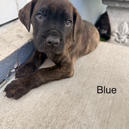 Blue Collar - Chestnut brindle male Cane Corso puppy in Homestead, Florida from Sabal Palm Cane Corso