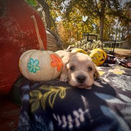 Autumn - Cream female Dachshund puppy in Coal City, Indiana from Angel Blue Dogs