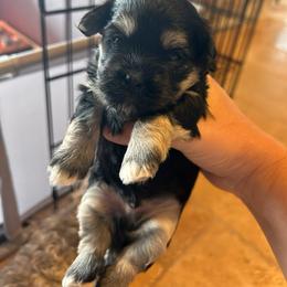 Rocket - Black and tan Havanese puppy in Comfort, Texas from HillCountry Havanese