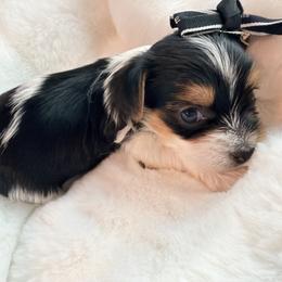Echo - Parti female Yorkshire Terrier puppy in Aurora, Colorado from Lavish Yorkies