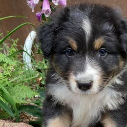 Australian Shepherds and Miniature American Shepherds from Hemlock Brook Farm and Kennels
