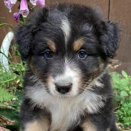 Australian Shepherds and Miniature American Shepherds from Hemlock Brook Farm and Kennels