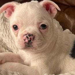 Boston Terriers from CKC