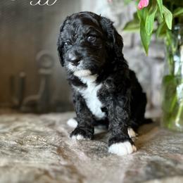 Bernedoodle Puppies from Hudson Shore Bernedoodles