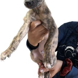 Whippet Puppies from Sincity Dogs Hobby Kennel