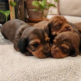 Dachshund Puppies from Dogwood Acre Dachshunds
