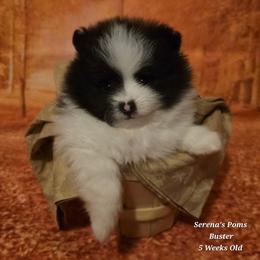 Buster - Black parti male Pomeranian puppy in Sanford, Florida from Serena's Poms
