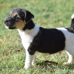 Yankee - Tri-color male Jack Russell Terrier puppy in Menifee, California from Wendover Terriers