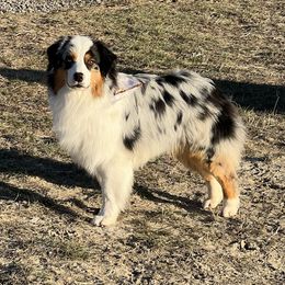 RIO - Australian Shepherd