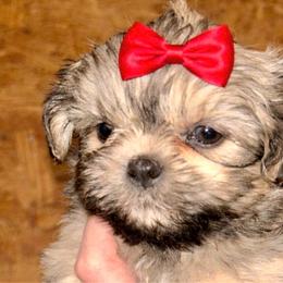 Girl 4 sable red bow - Sable female Shih Tzu puppy in Marion County, Tennessee from Jenkins Puppy Paradise