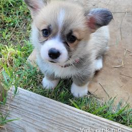 Vida Pink Girl - Red female Pembroke Welsh Corgi puppy in Fredericksburg, Texas from Hill Country Corgis