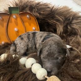 Jack - Merle male Goldendoodle puppy in Etna, California from SRS Goldendoodles