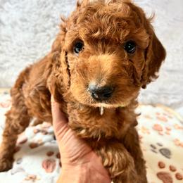 Rabbit - Red and white male Cockapoo puppy in Adrian, Oregon from ApplebyFarm