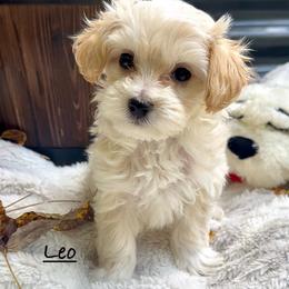 Leo - Cream male Maltipoo puppy in Traverse City, Michigan from Riyem Wildflower Farms