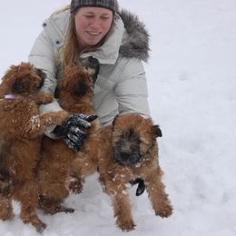 Australian Shepherd and Soft Coated Wheaten Terrier Puppies from Ironwood Ridge Kennels