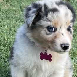 Girl 4 - Blue merle Australian Shepherd puppy in Blum, Texas from 4P Poteet Farms