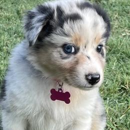 Girl 4 - Blue merle Australian Shepherd puppy in Blum, Texas from 4P Poteet Farms