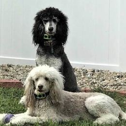 Poodles from Debra Baker