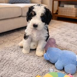 Lavendar collar - Black and white female Sheepadoodle puppy in Inman, South Carolina from Mossy Doodles LLC