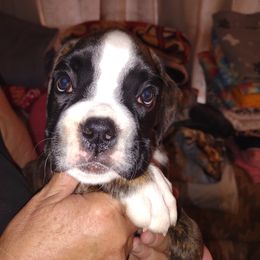 Boxer puppies from HeartNSoul Boxers