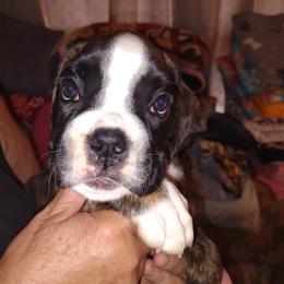 Boxer puppies from HeartNSoul Boxers