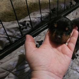 Rouge - Black and rust female Doberman Pinscher puppy in Mount Orab, Ohio from Heyne Kennels