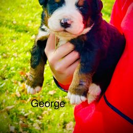 George - Black rust and white male Bernese Mountain Dog puppy in Strasburg, Ohio from Lois Allison
