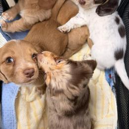 Dachshund Puppies from Royal Roads Miniature Dachshundd