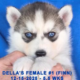 DELLA'S FEMALE 1 - Gray and white female Siberian Husky puppy in Manilla, Iowa from Bruck's Siberian Huskies