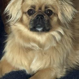 Girl 1 - female Tibetan Spaniel puppy in Elizabeth, Colorado from Tibroke’s