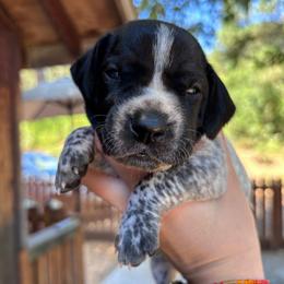 Basil - orange collar - Black roan male German Shorthaired Pointer puppy in Mokelumne Hill, California from Underhill GSP