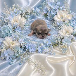 Chinchilla Boy (blue toe) - Cream male Pug puppy in Tulsa, Oklahoma from Locust Creek Pugs